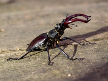 Neuer Lebensraum für den Hirschkäfer. (Nachhaltigkeits-Projekt: Hirsch der Insekten)