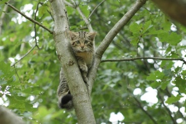 Wildkatze im Forstrevier Buchenborn