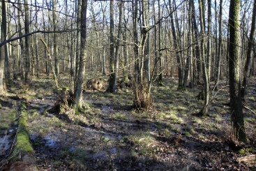 Erlenbruchwald im Forstgebiet Buchenborn